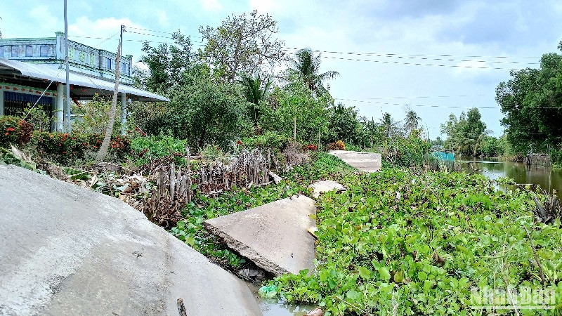 Một đoạn lộ nông thôn ở vùng ngọt huyện Trần Văn Thời (tỉnh Cà Mau) bị sạt xuống kênh, khiến giao thông đường bộ bị chia cắt.