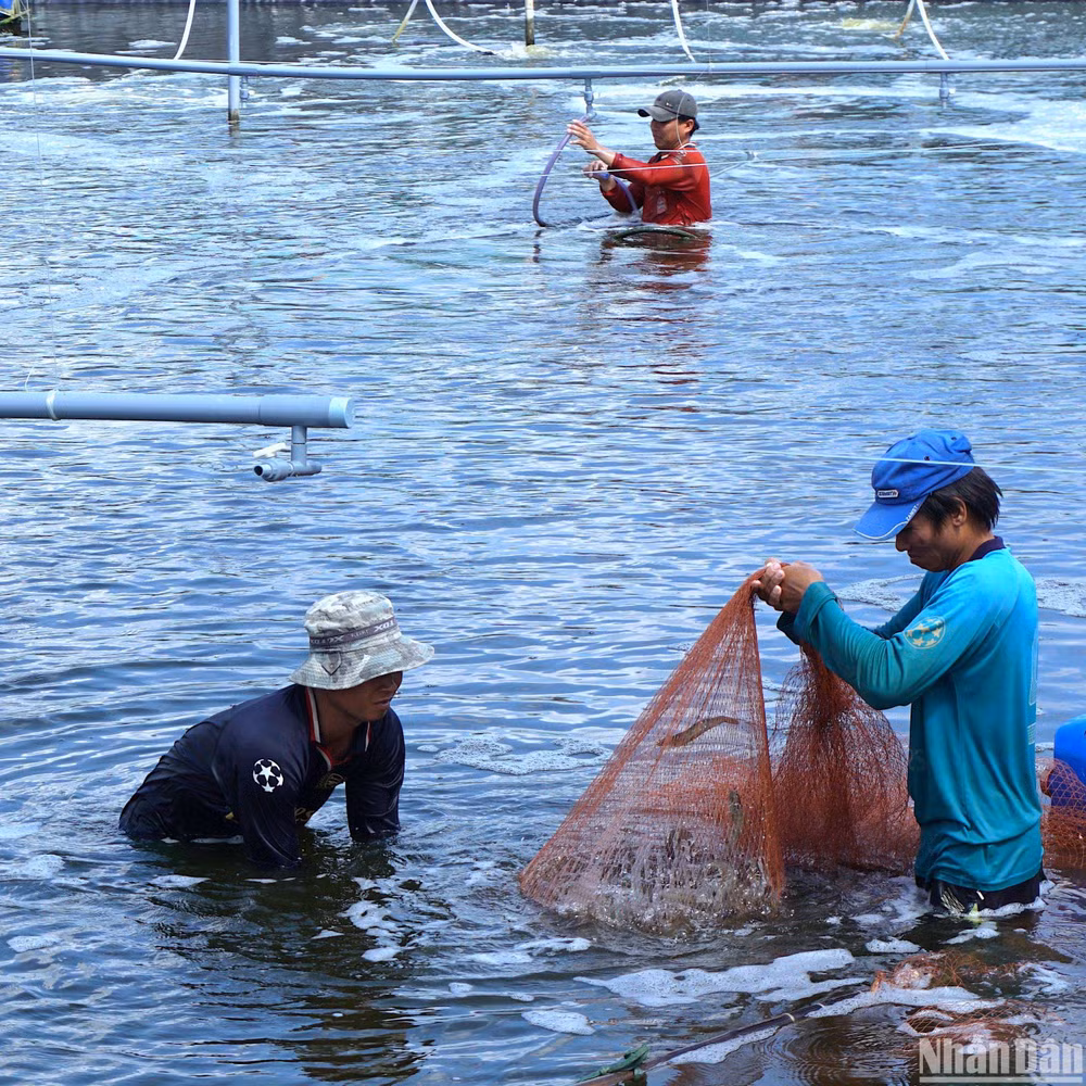 Người nuôi tôm là đối tượng yếu thế, dễ chịu tác động nhất trong chuỗi ngành tôm.