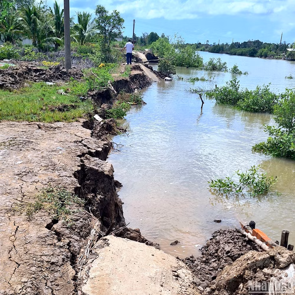 Sạt lở đất ven sông nhấn chìm một đoạn đường nông thôn dài 70m ở xã Ngọc Chánh (huyện Đầm Dơi, tỉnh Cà Mau) trong ngày 24/5.