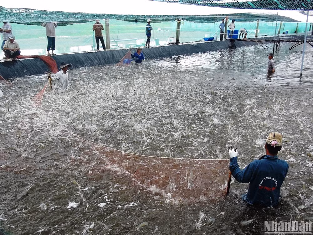 Nhờ vận dụng, tiếp thu cái mới cái hay vào sản xuất, sản lượng thu hoạch tôm thâm canh tại Cà Mau không ngừng gia tăng.