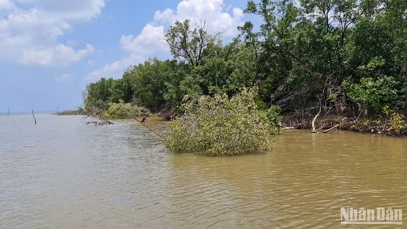 Khu vực ven biển Kênh Năm bên bờ biển Tây (Cà Mau) chưa được nâng cấp đê, sóng dữ tàn phá nghiêm trọng rừng phòng hộ.