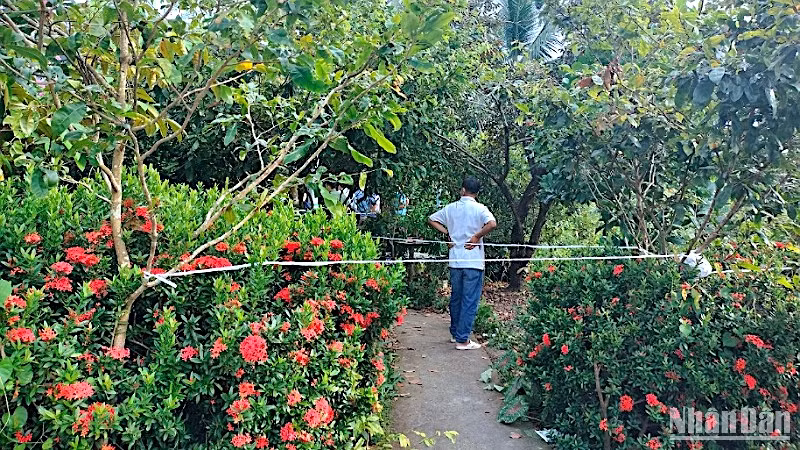 Công an phong tỏa hiện trường khu vực phát hiện 3 người trong một gia đình ở xã Thạnh Phú (huyện Cái Nước, tỉnh Cà Mau) tử vong bất thường.