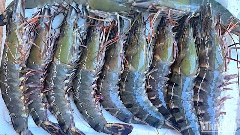 Tôm sú sinh thái được nuôi dưới tán rừng ngập mặn huyện Ngọc Hiển (tỉnh Cà Mau).