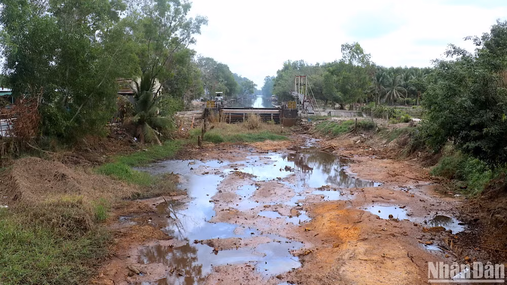 Kênh, rạch vùng ngọt huyện Trần Văn Thời (tỉnh Cà Mau) khô cạn vì hạn hán gay gắt.