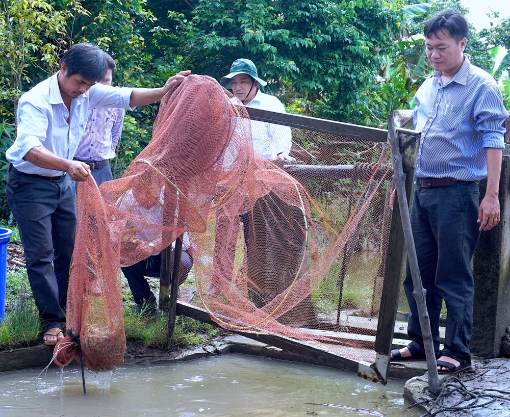 Sản phẩm tôm tự nhiên dưới tán rừng ngập mặn huyện Ngọc Hiển (tỉnh Cà Mau) được nhiều tổ chức quốc tế chứng nhận là tôm sinh thái.