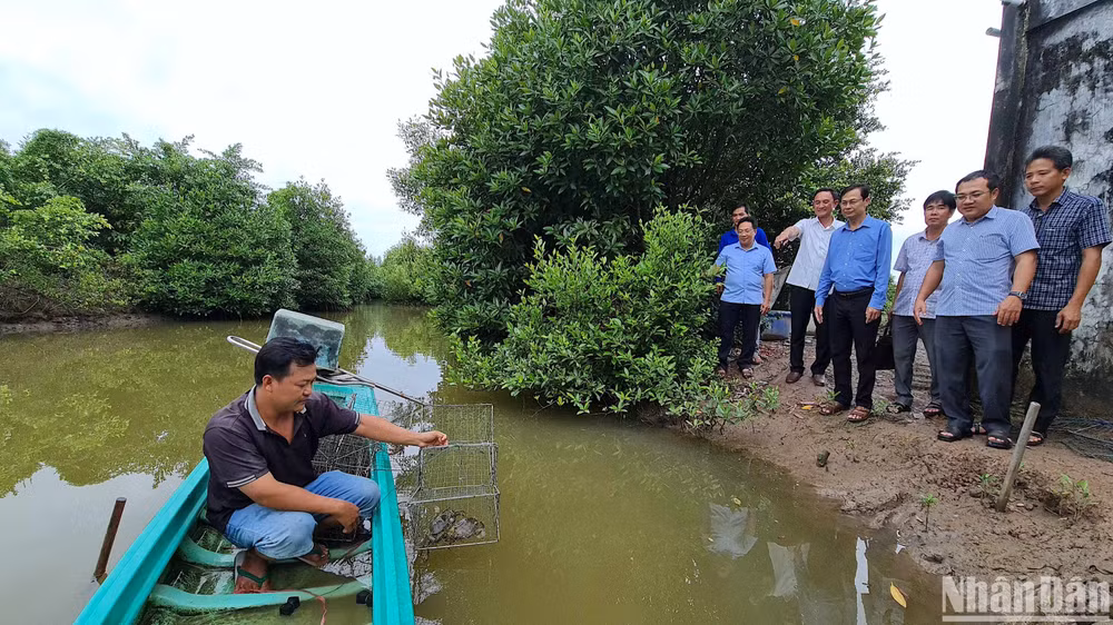 Cua Cà Mau chủ yếu được nuôi tự nhiên trong vuông thủy sản kết hợp, đã được cấp bảo hộ chỉ dẫn địa lý và bảo hộ với hình thức nhãn hiệu tập thể.