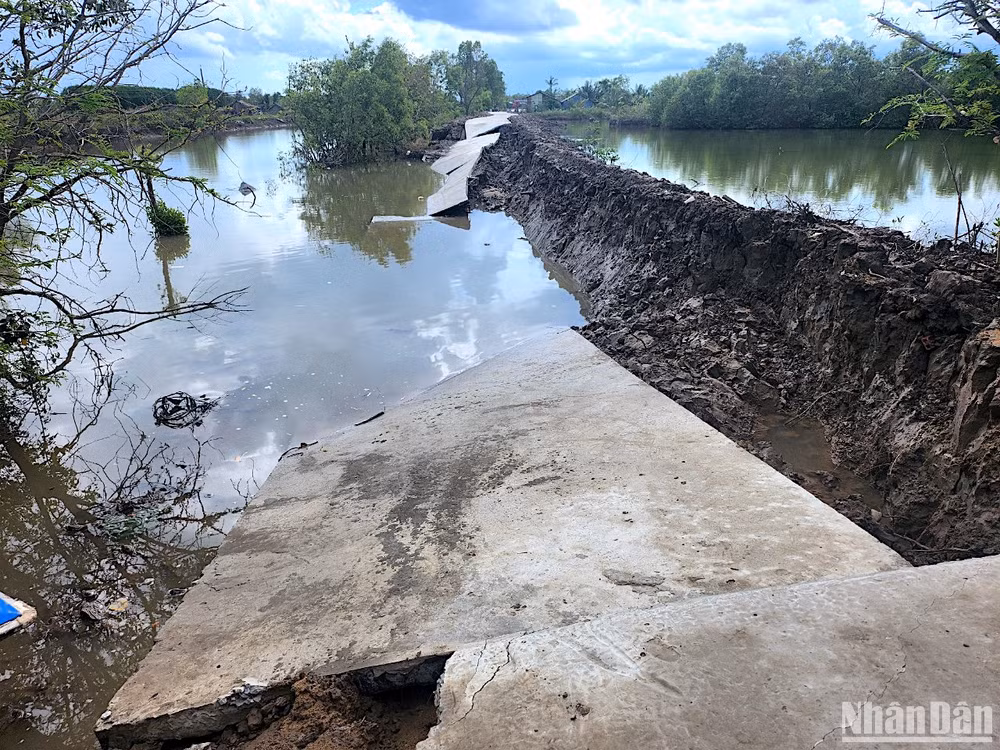 Sạt lở nghiêm trọng làm hư hỏng lộ nông thôn ở ấp Hiệp Hòa Tây (xã Ngọc Chánh, huyện Đầm Dơi, tỉnh Cà Mau) khiến việc đi lại bị gián đoạn.