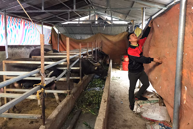 Người dân huyện Lâm Bình (Tuyên Quang) chủ động che chắn cho gia súc.