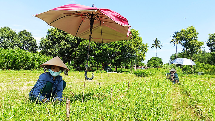 Ngành lâm nghiệp đã có những chính sách giúp lao động nữ được hưởng các chế độ tốt hơn so trước đây. 