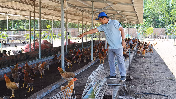 Anh Võ Vinh Ca giới thiệu quá trình nuôi một số loại gà tại trang trại.