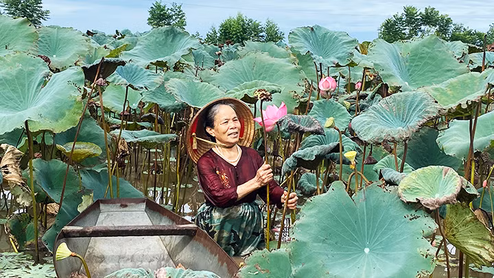 Thu hoạch sen.