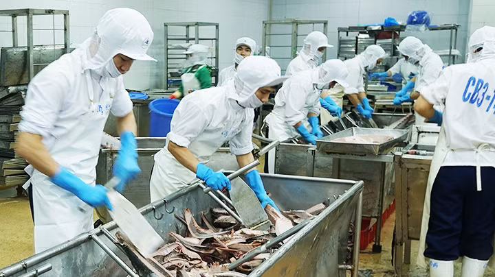 Xuất khẩu thủy sản quý III và tháng 9/2023 duy trì tăng trưởng ổn định. Ảnh: NAM ANH