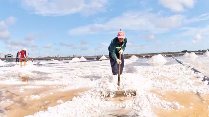 Nghề làm muối ở Bạc Liêu đã có hơn 100 năm nay. 