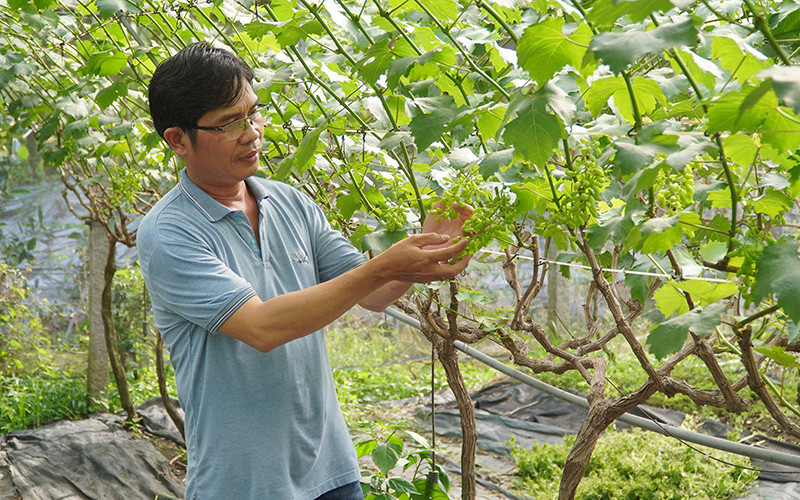 Một góc vườn nho mẫu đơn của nông dân Ngô Hùng Thắng. 