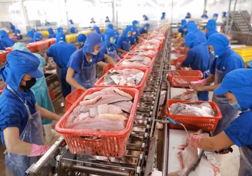 Chế biến cá tra xuất khẩu. (Ảnh TTXVN)