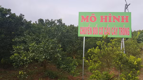 Ảnh minh họa: Huyện Thường Tín thực hiện nhiều mô hình chuyển đổi sản xuất trong nông nghiệp mang lại hiệu quả cao. (Ảnh: VGP)