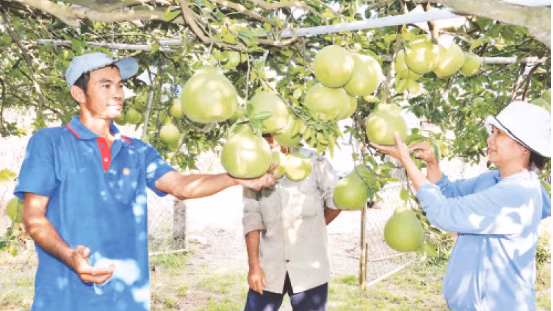 Gia đình bà Nguyễn Thị Nga thu hoạch bưởi để bán ra thị trường trong dịp Tết Nguyên đán Giáp Thìn 2024.