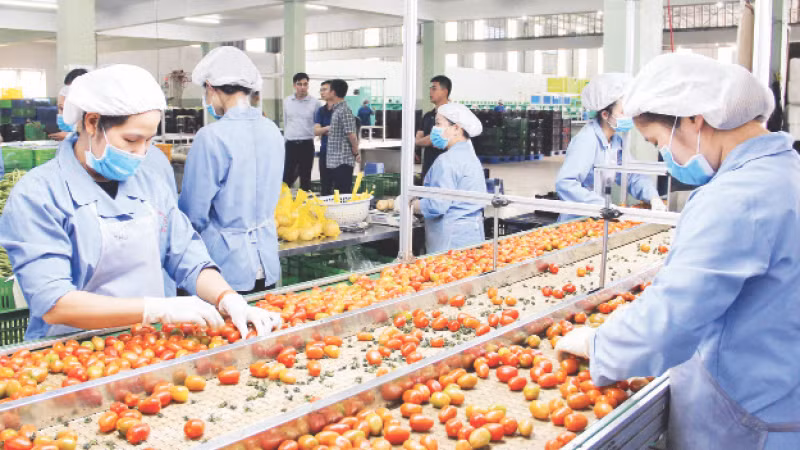 Chuỗi liên kết sản xuất rau công nghệ cao tại huyện Đức Trọng, tỉnh Lâm Đồng.