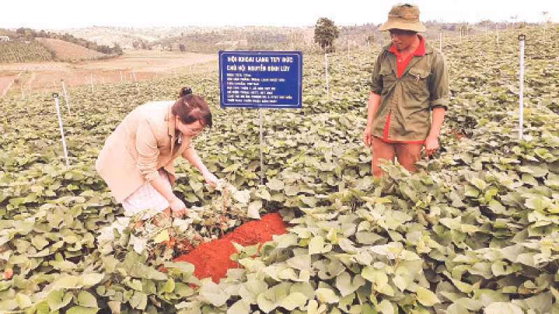 Huyện Tuy Đức quyết tâm khôi phục thương hiệu và phát triển cây khoai lang xứng tầm với loại cây trồng chủ lực của địa phương.