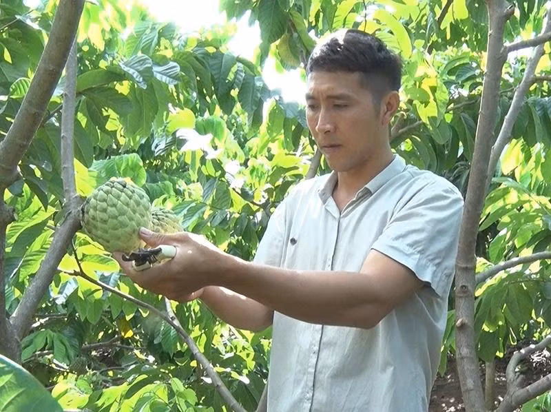 Mô hình na Thái ghép na bản địa cho hiệu quả kinh tế cao của nông dân Bùi Văn Lộc.