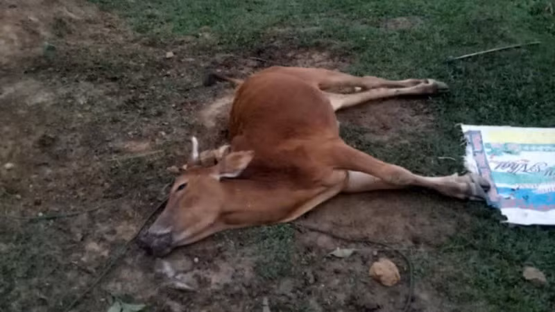 Huyện miền núi rẻo cao Kỳ Sơn thường xảy ra tình trạng trâu, bò chết do giá rét.