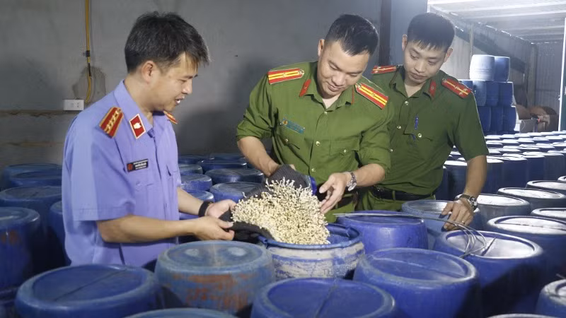 Lực lượng chức năng tỉnh Nghệ An triệt phá đường dây sản xuất hàng nghìn tấn giá đỗ ngâm hóa chất hồi tháng 4 vừa qua. (Ảnh: Công an Nghệ An)