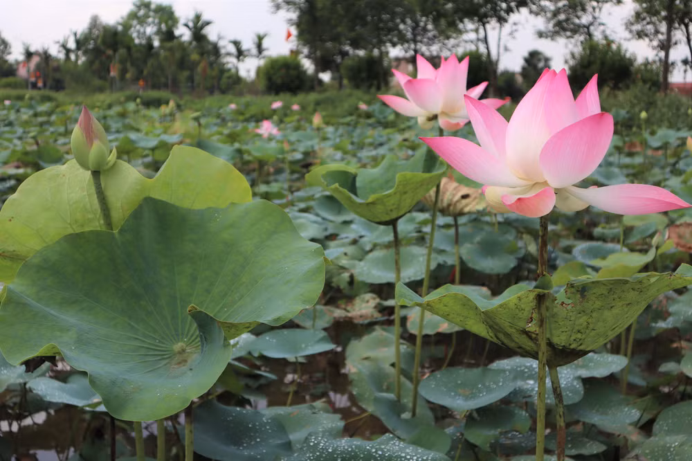 Đầm sen rộng mênh mông. Những đóa sen hồng khẽ đu đưa, nổi bật giữa màu xanh của muôn lá.