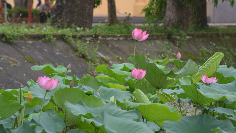Hoa sen hội tụ các yếu tố vừa đời thường lại vừa cao quý.