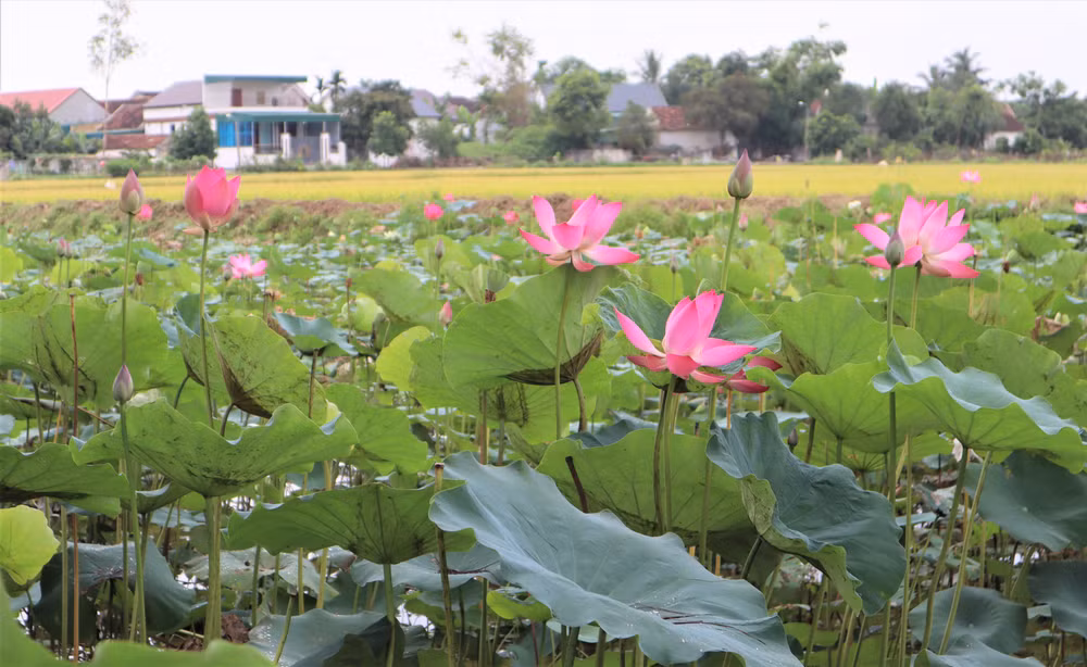 Khung cảnh làng quê xứ Nghệ thanh bình, yên ả, được tô điểm bởi những đầm sen bao quanh.