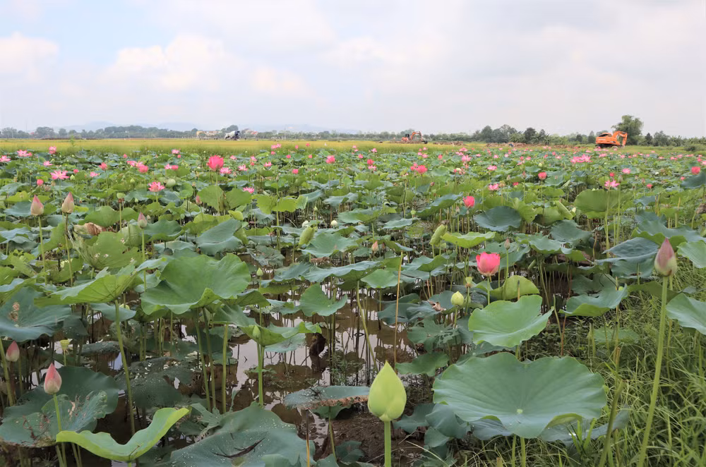 Những năm gần đây, diện tích trồng sen ở xã Kim Liên được mở rộng đáng kể. Sen không chỉ tô đẹp cho phong cảnh làng quê, mà còn là nguồn thu nhập ổn định cho người dân.