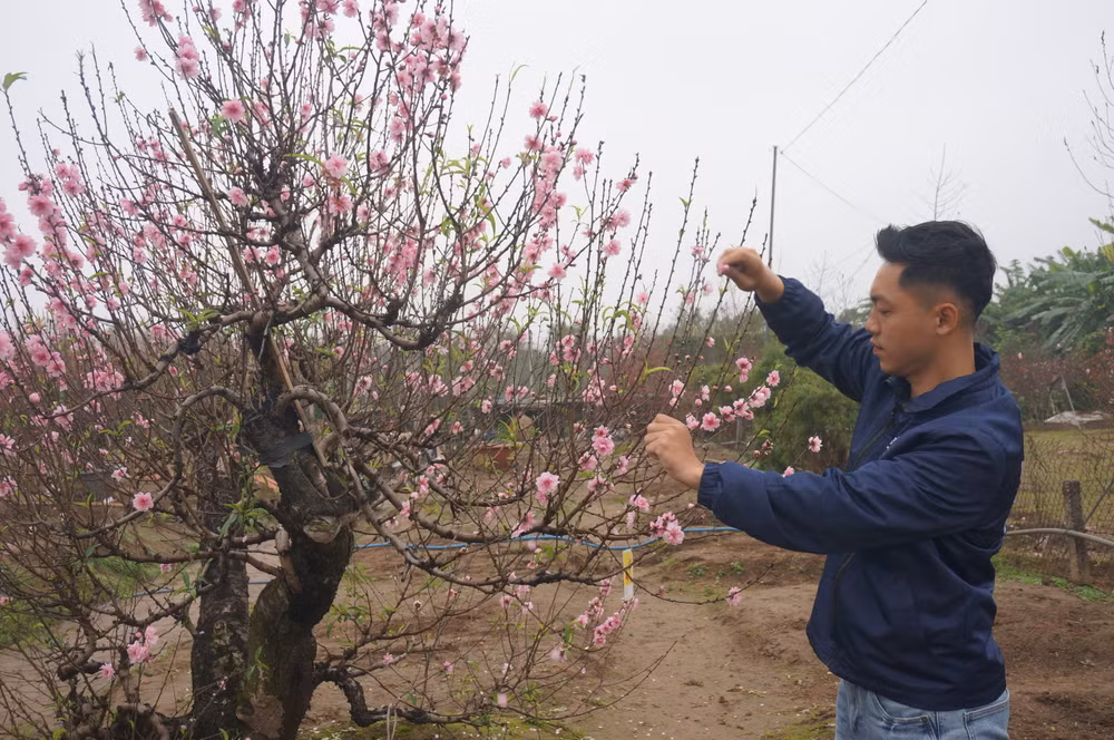 Nghệ nhân trẻ Trần Duy Thuần chăm sóc cây đào chuẩn bị đón Tết. (Ảnh: Giang Nam)