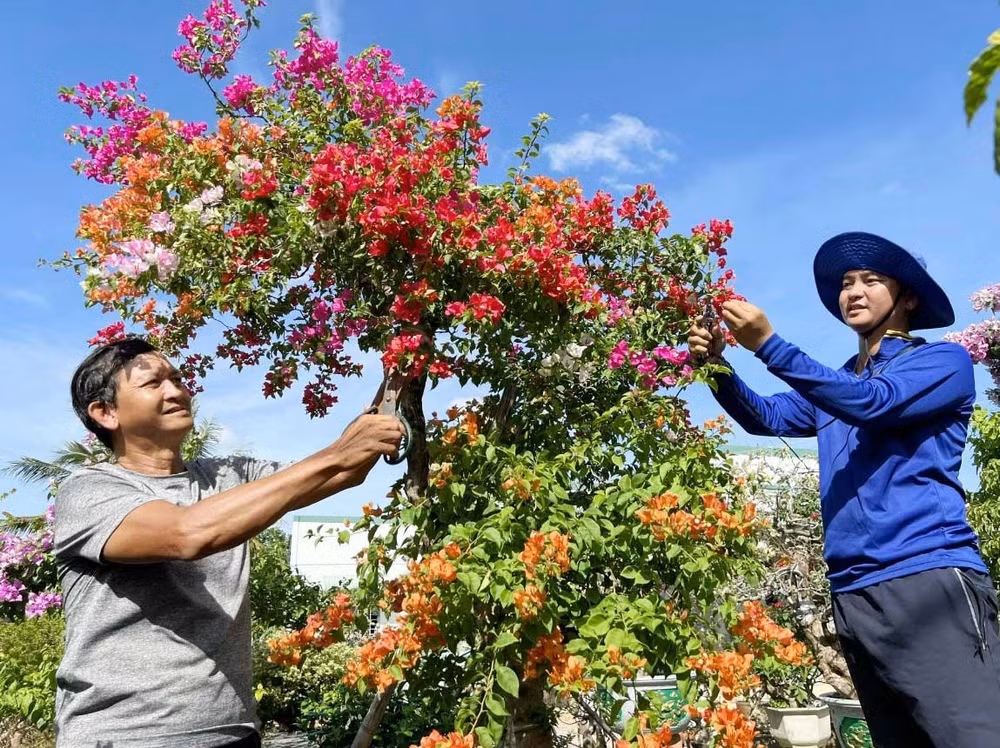 Ông Phạm Văn Màu (bên trái) ở Chợ Lách, Bến Tre truyền nghề trồng hoa, cây kiểng cho con trai. (Ảnh HOÀNG TRUNG) 