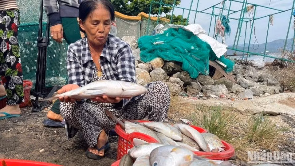 Ngoài tôm hùm, các loại cá nuôi đến kỳ thu hoạch cũng bị chết hàng loạt, người nuôi thiệt hại nặng.