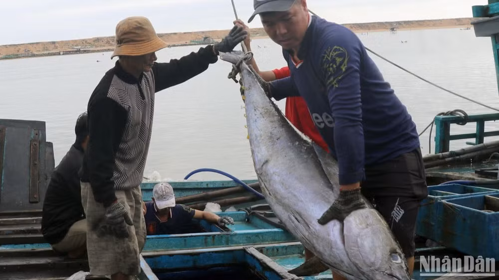 Ngư dân trên tàu cá PY 95345 TS về bến trước đó đang bốc dỡ cá lên bờ tại cảng cá Phú Lạc, thị xã Đông Hòa, Phú Yên. 