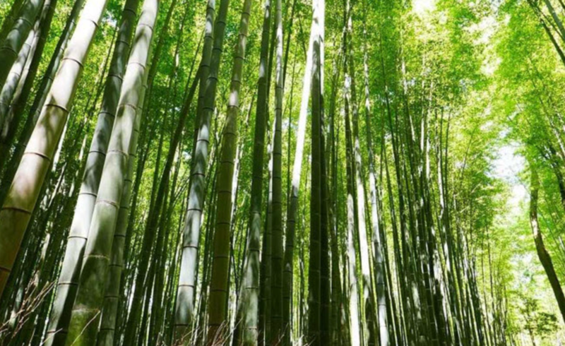 Nâng cao chất lượng rừng để bảo tồn hệ sinh thái rừng, góp phần phát triển kinh tế-xã hội và bảo đảm quốc phòng, an ninh.