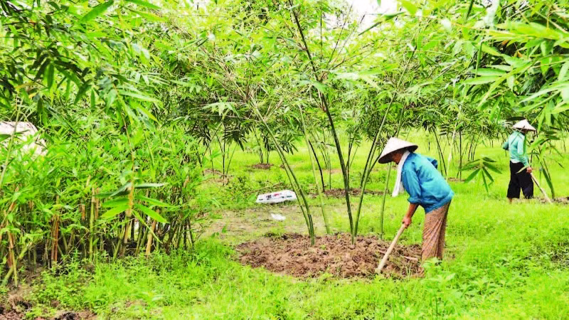 Hội viên chăm sóc cây măng lục trúc tại Hợp tác xã Măng lục trúc lâm sinh Ngọc Châu.
