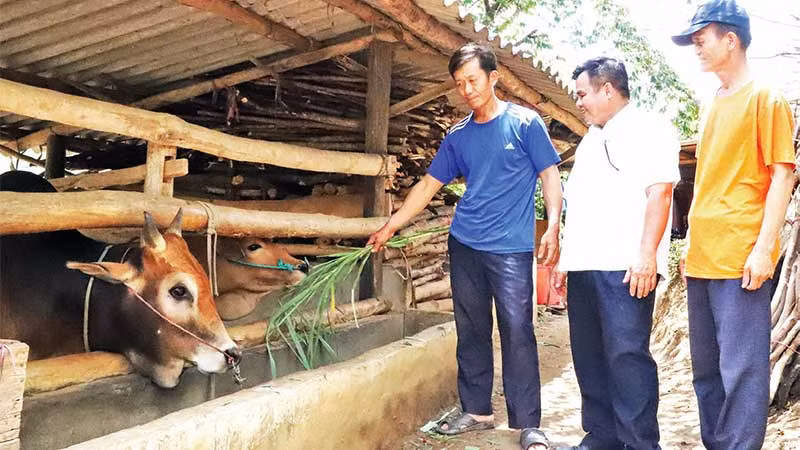 Đồng chí Nguyễn Văn Tâm (giữa) thăm mô hình chăn nuôi bò của gia đình anh Thào Sè Lúa ở thôn Ea Uôl.