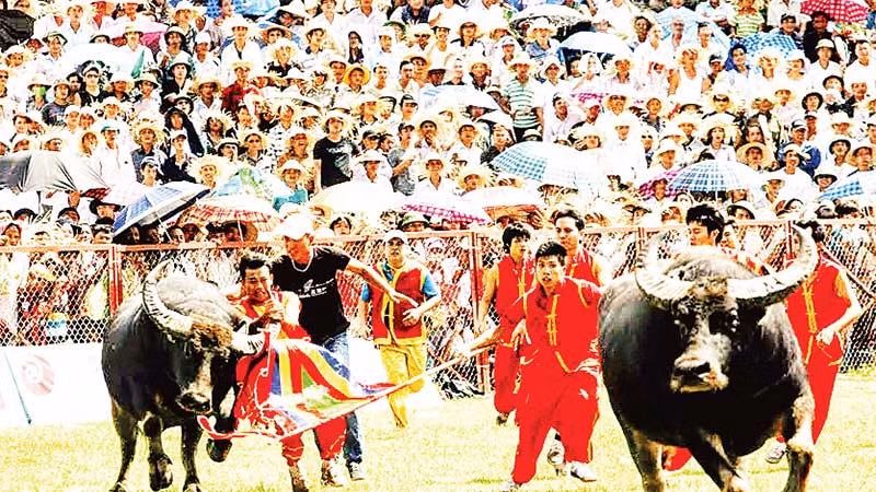 Một kháp đấu trong Lễ hội chọi trâu truyền thống Đồ Sơn. (Ảnh NGUYỄN ĐỨC)