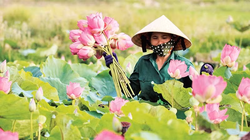 Nhân viên Hợp tác xã Sen quê Bác thu hoạch sen.