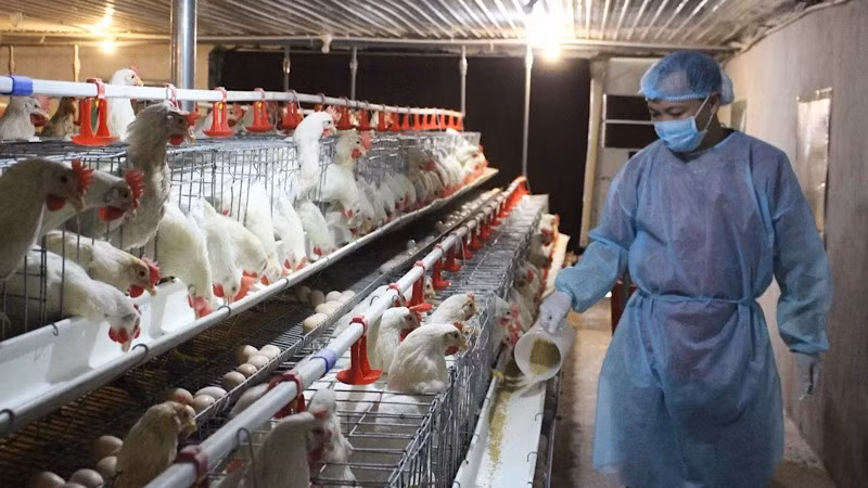 Mô hình nuôi gà Ai Cập lấy trứng ở huyện Trực Ninh (Nam Định). (Ảnh: nhandan.vn)