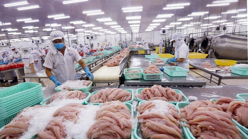 Dù xuất khẩu mạnh mẽ tới hơn 140 quốc gia, cá tra - niềm tự hào của ngành thủy sản Việt Nam - vẫn chưa thể tìm được vị trí xứng đáng trên mâm cơm người Việt.