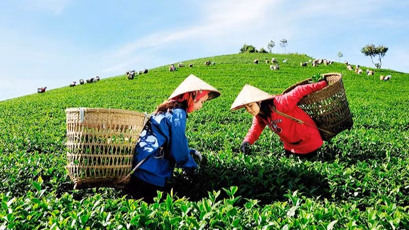 Tại Việt Nam, dù đã có những chính sách bước đầu và mô hình sản xuất hữu cơ đạt hiệu quả, song thực tế cho thấy lĩnh vực này vẫn còn phát triển chậm, phân tán và chưa tương xứng với tiềm năng.