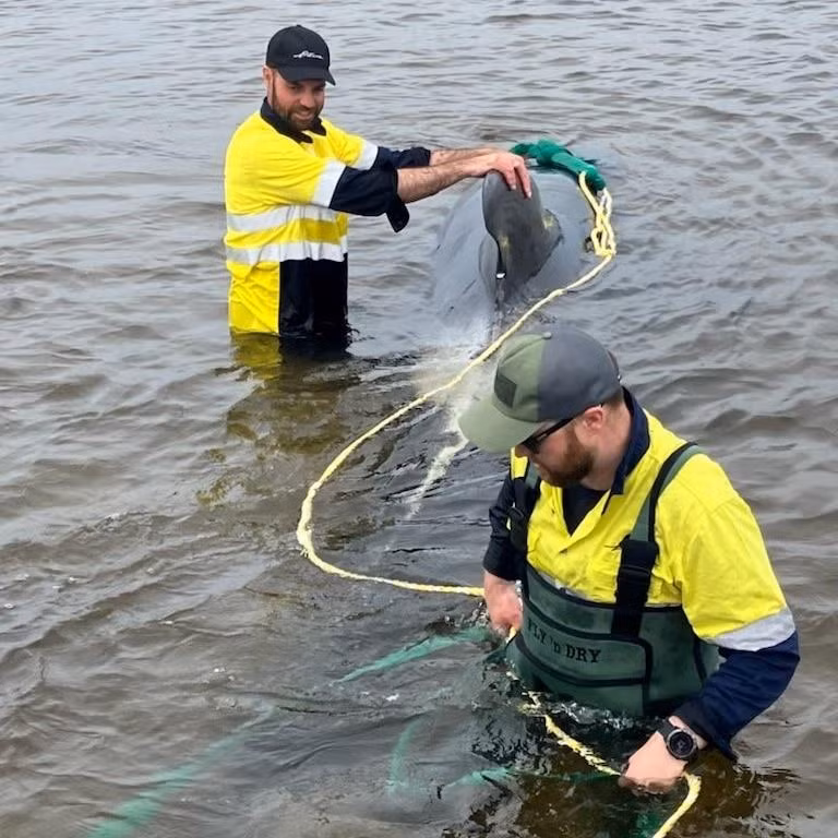 Các nhân viên của công ty nuôi trồng thủy sản Petuna Aquatics đã nhảy vào cứu những con cá voi mắc cạn tại bến cảng. Ảnh do Petuna Aquatics cung cấp.