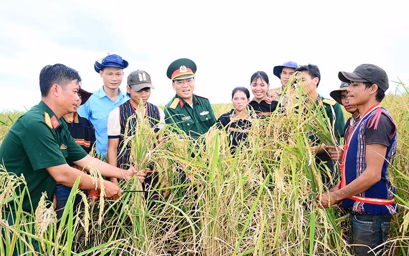 Niềm vui của đồng bào dân tộc thiểu số tỉnh Gia Lai khi cây lúa xen canh được mùa.