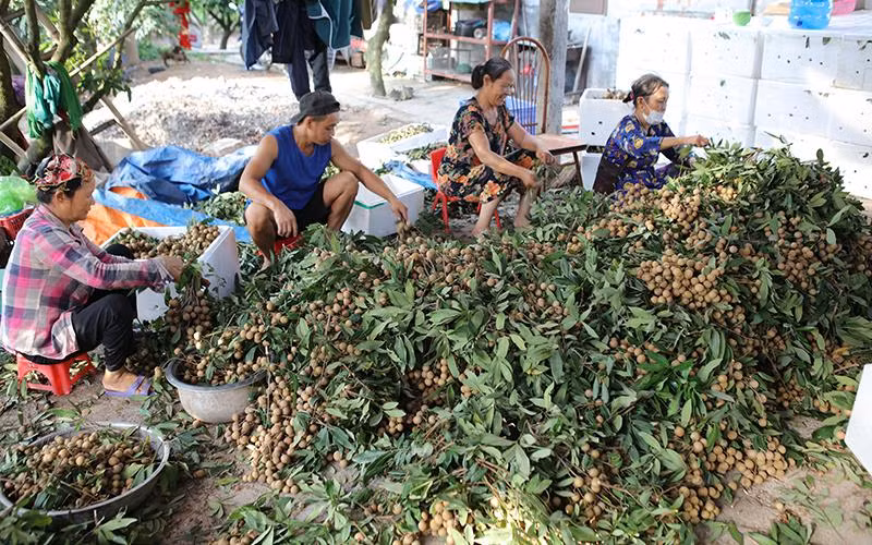 Các nhà vườn tỉnh Hưng Yên được mùa nhãn vụ 2022.