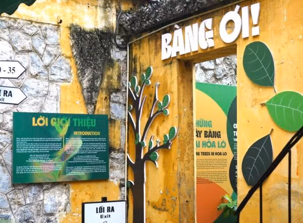 Các phần thông tin giới thiệu về cây bàng được thiết kế ấn tượng, hấp dẫn.