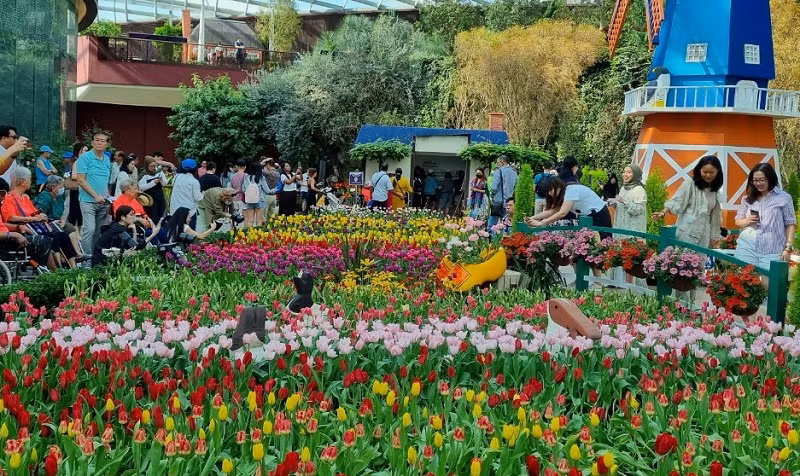 Chủ đề đang diễn ra tại Flower Dome (Vườn năng lượng Gardens by the Bay) là về Hà Lan. Hoa tulip trưng bày ở đây được thay mới mỗi tuần để luôn tươi đẹp.