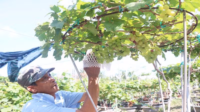 Các “nghệ nhân chân đất” chọn những cây nho có thân, cành, lá khỏe để uốn thân, cành,… tạo ra những kiểu dáng độc, lạ và chăm sóc cho cây nho đơm hoa, kết quả để giao cho khách hàng vui xuân.