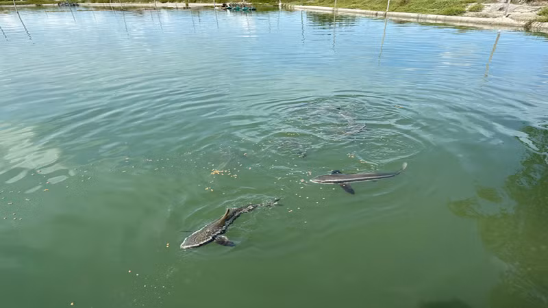 Đàn cá bớp được thả nuôi vào đầu năm 2023 nay đã 10 tháng tuổi, bình quân đạt trọng lượng 5kg/con, hứa hẹn đem lại thu nhập cao khi ông Nguyễn Đức Minh xuất bán vào cuối năm nay.