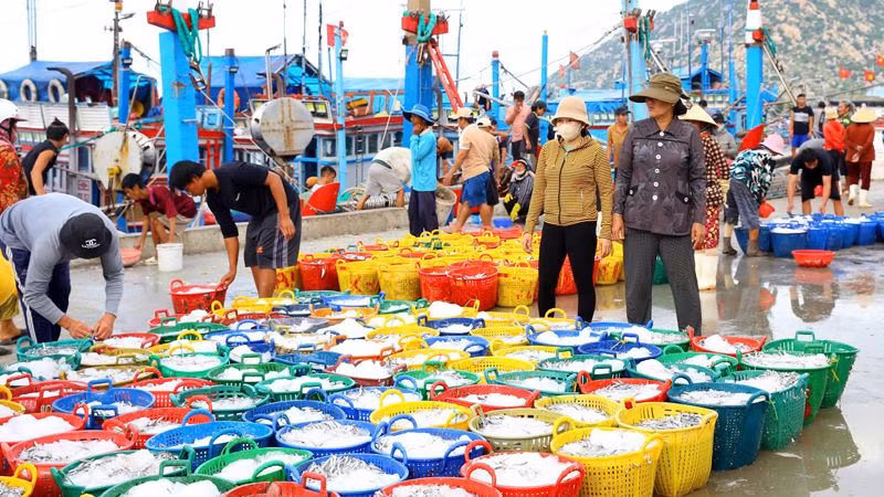 Cảng cá Cà Ná, huyện Thuận Nam, tỉnh Ninh Thuận đầy ắp hải sản vào mỗi buổi sáng khi đội tàu của ngư dân cập bến.